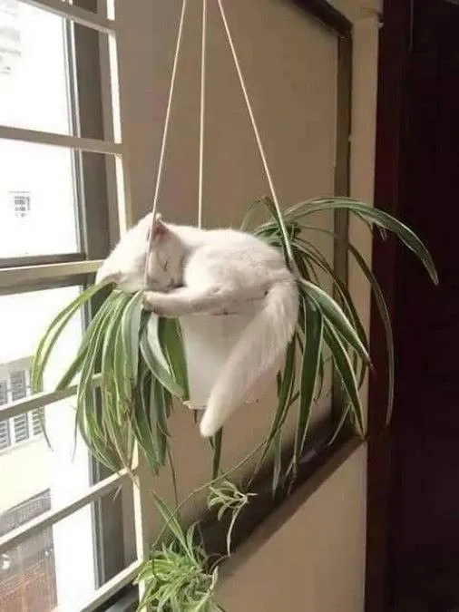 Эти забавные животные