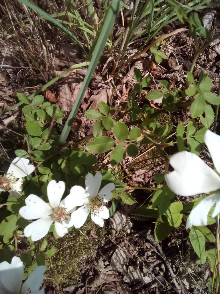 Чайная беседка