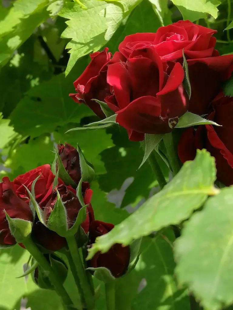 Чайная беседка