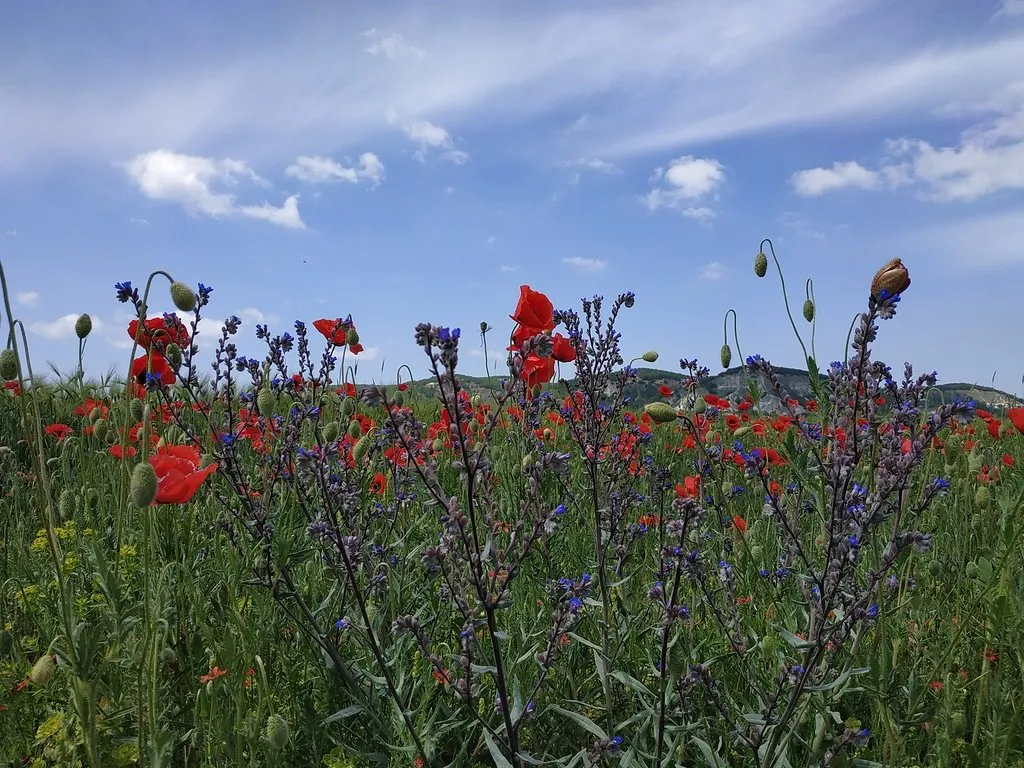 Tapтaлeтки & Ко