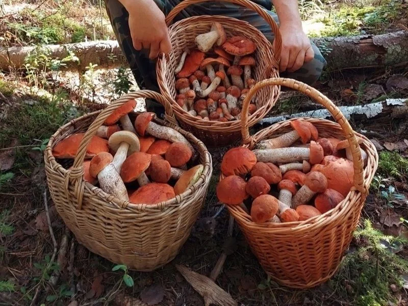 Чайная беседка