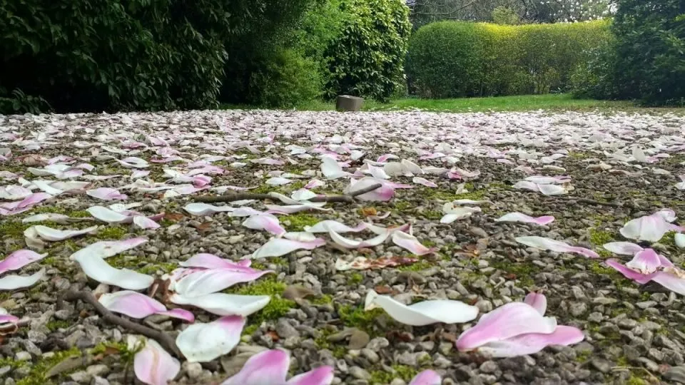 Чайная беседка