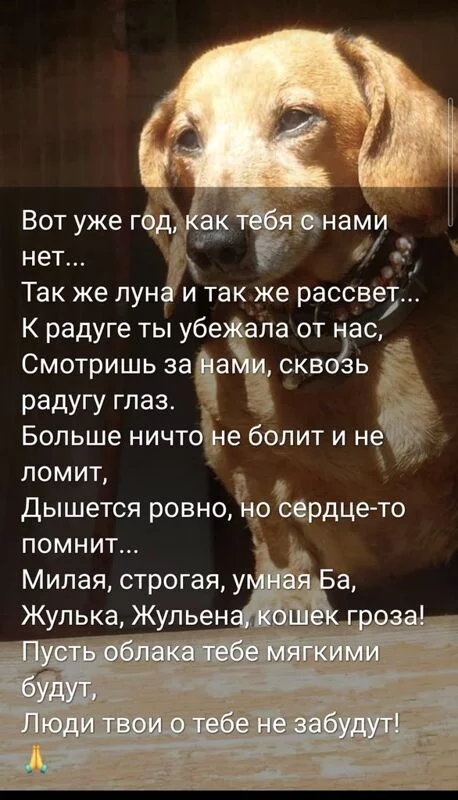 Живой Журнал Жульена