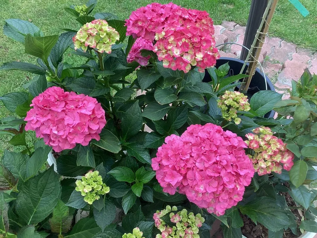 Флора