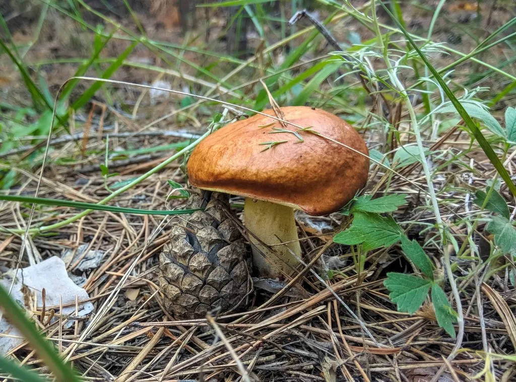 По грибы с лукошком