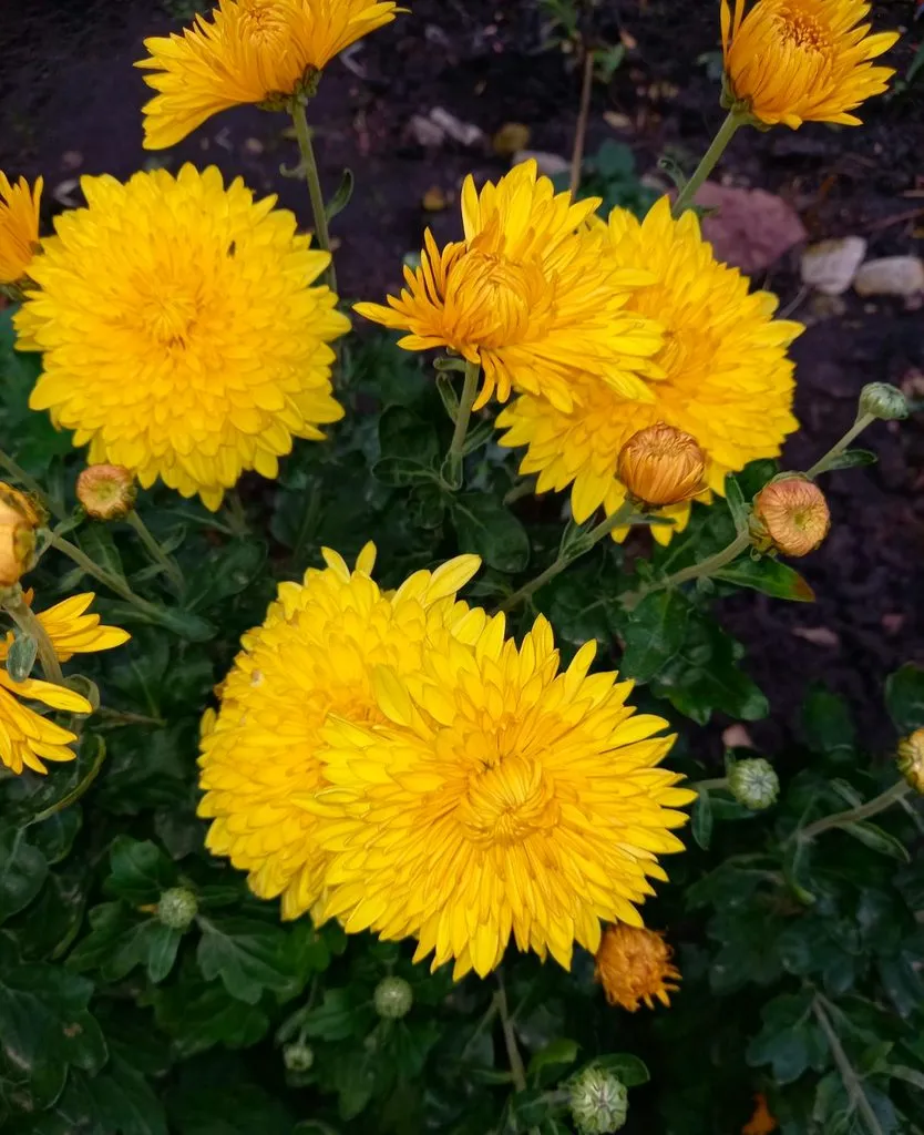 Чайная беседка