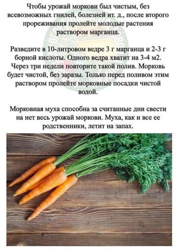 Садово-огородная  инфографика