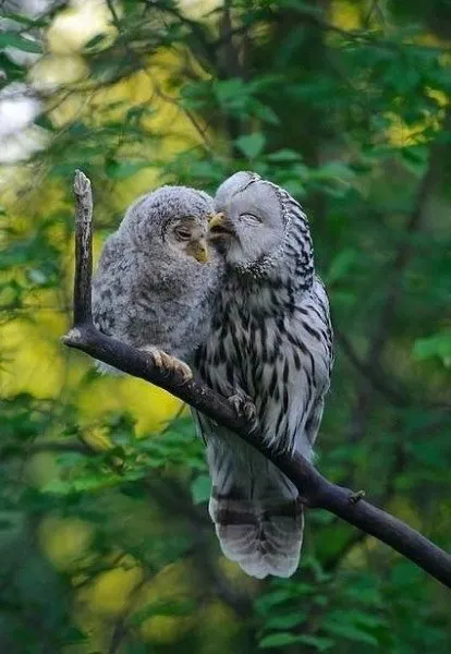 Эти забавные животные