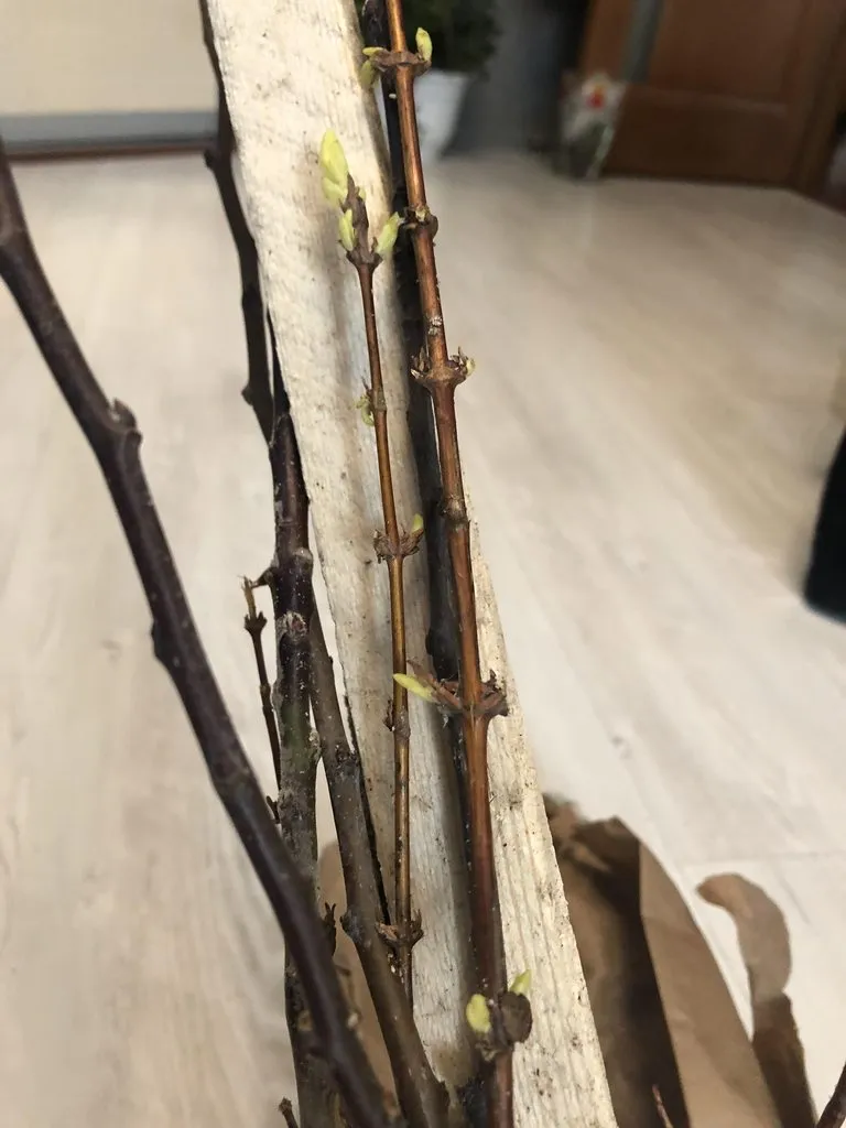 Пора выращивать рассаду