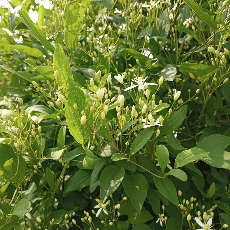 Флора