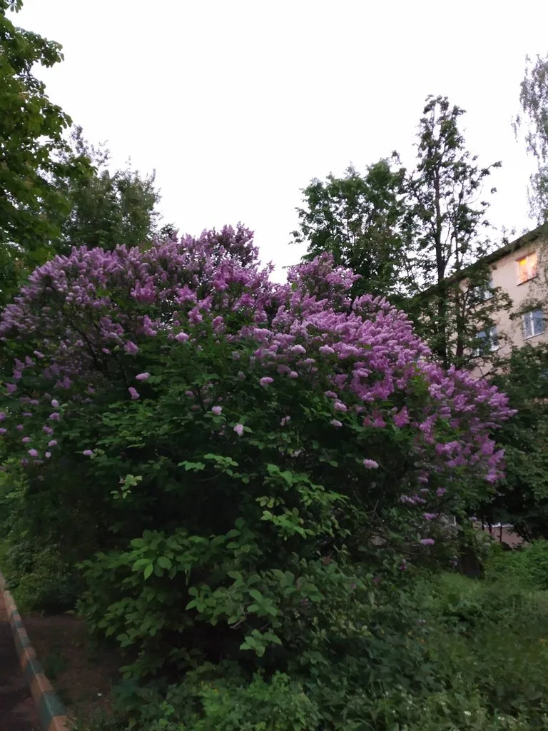 Чайная беседка