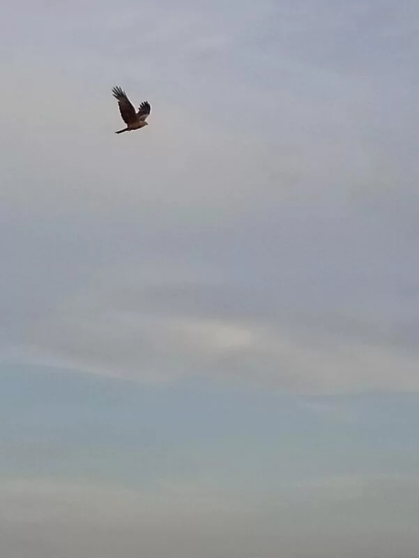 Фотонастроение