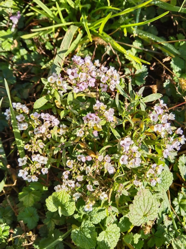 Чайная беседка