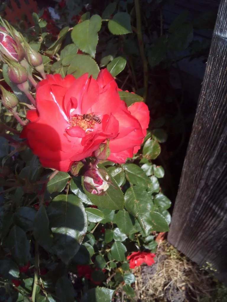 Чайная беседка