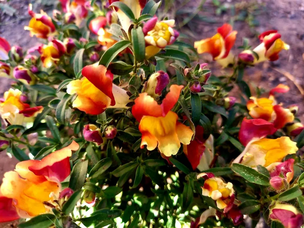 Чайная беседка