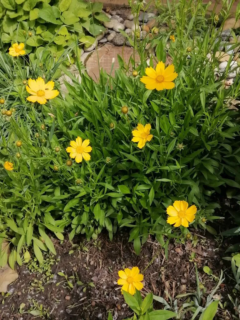 Чайная беседка