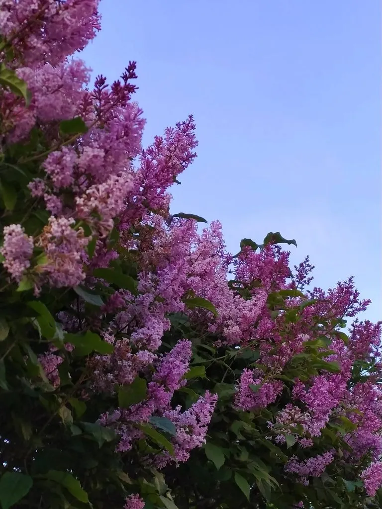 Флора
