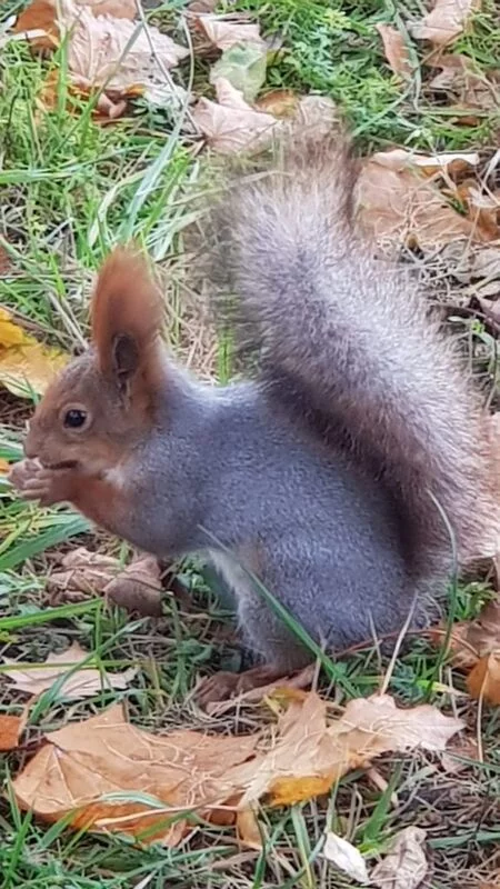 Коломенское