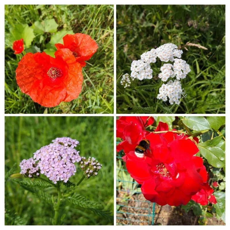 Чайная беседка