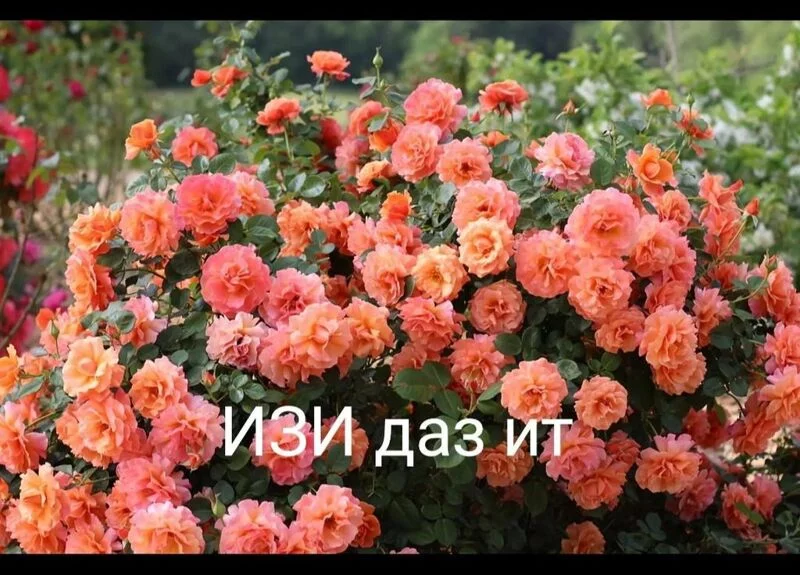 Загородная жизнь - обустройство на своей земле во всем ее разнообразии