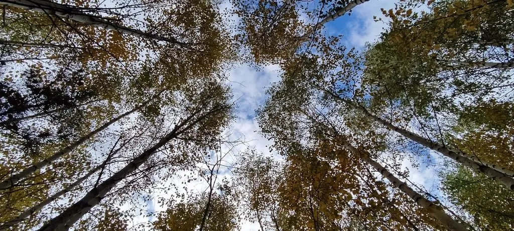 Такое разное небо