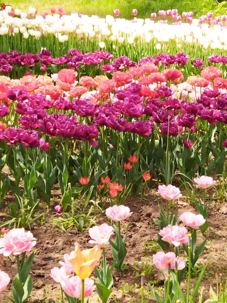 Чайная беседка