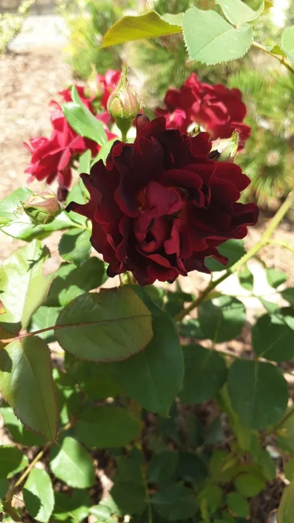 Чайная беседка