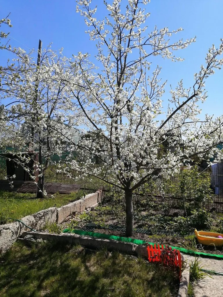 Чайная беседка