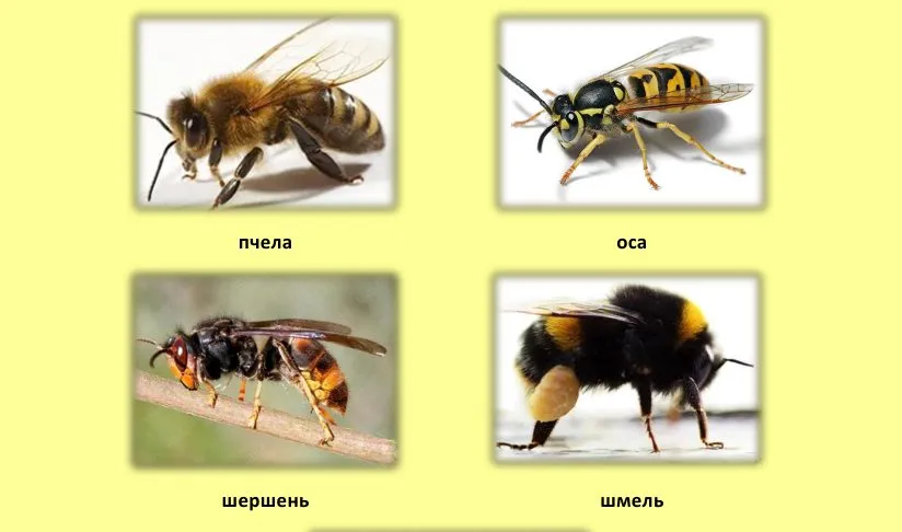 Пчёлки очень любят мёд