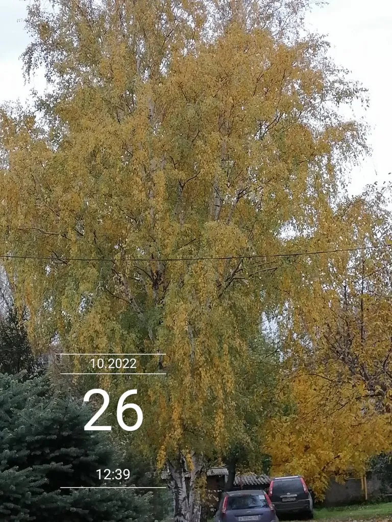 Чайная беседка