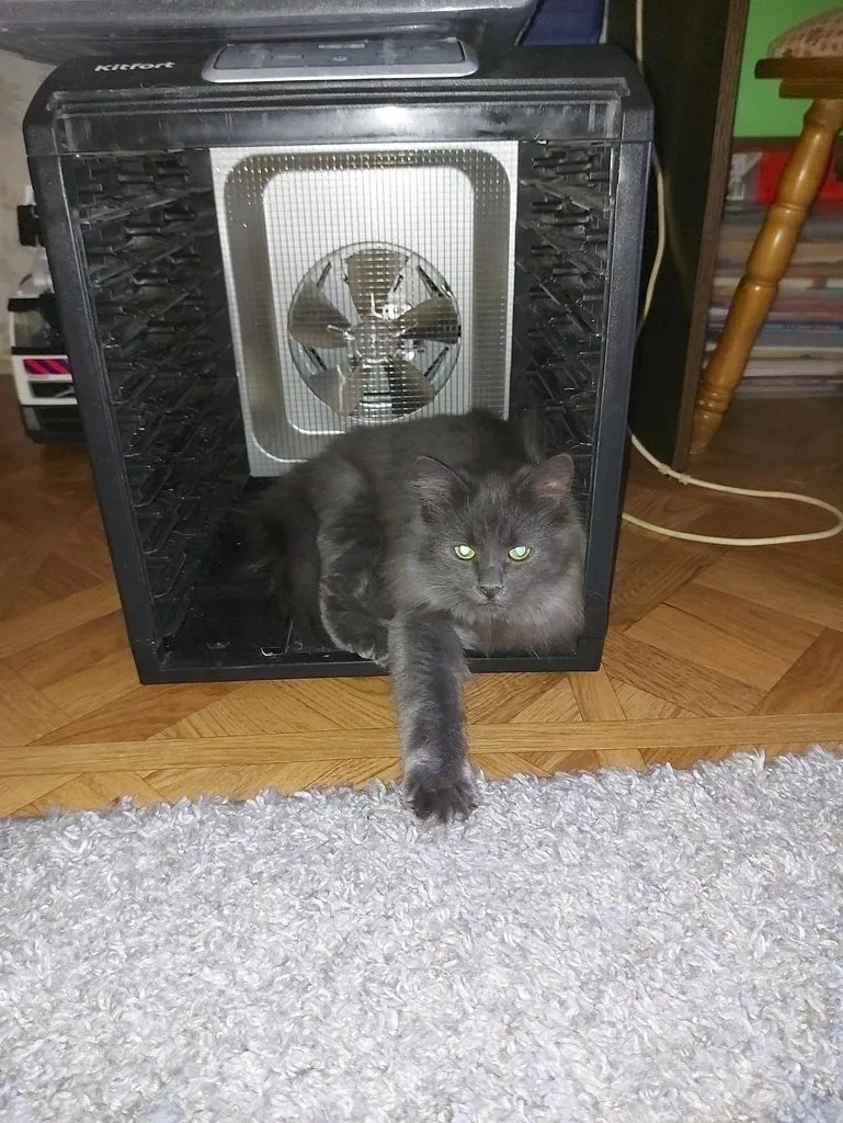 Эти забавные животные