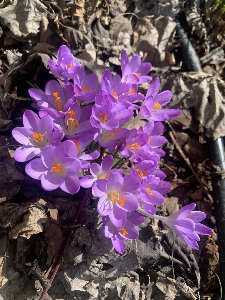 Фотонастроение