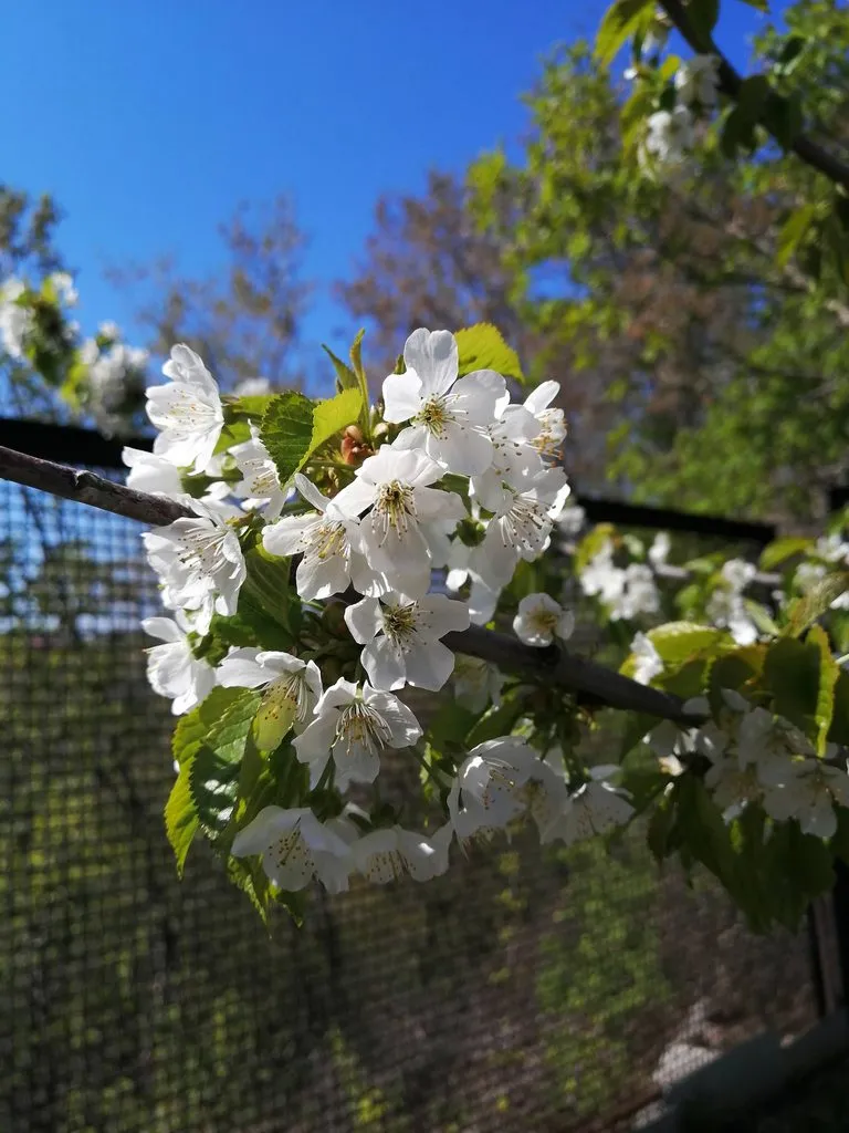 Чайная беседка