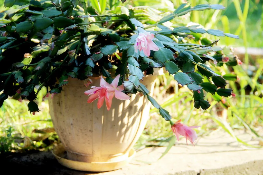 Чайная беседка