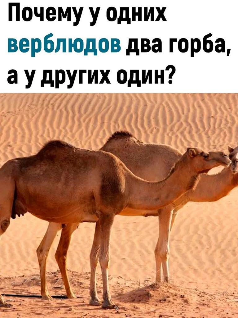 Это интересно!