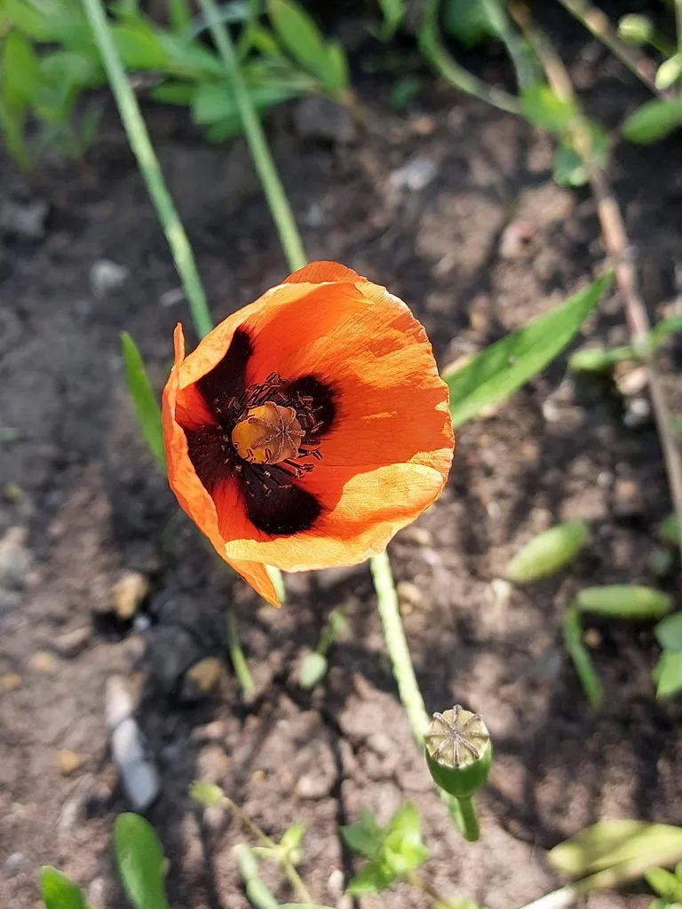 Чайная беседка