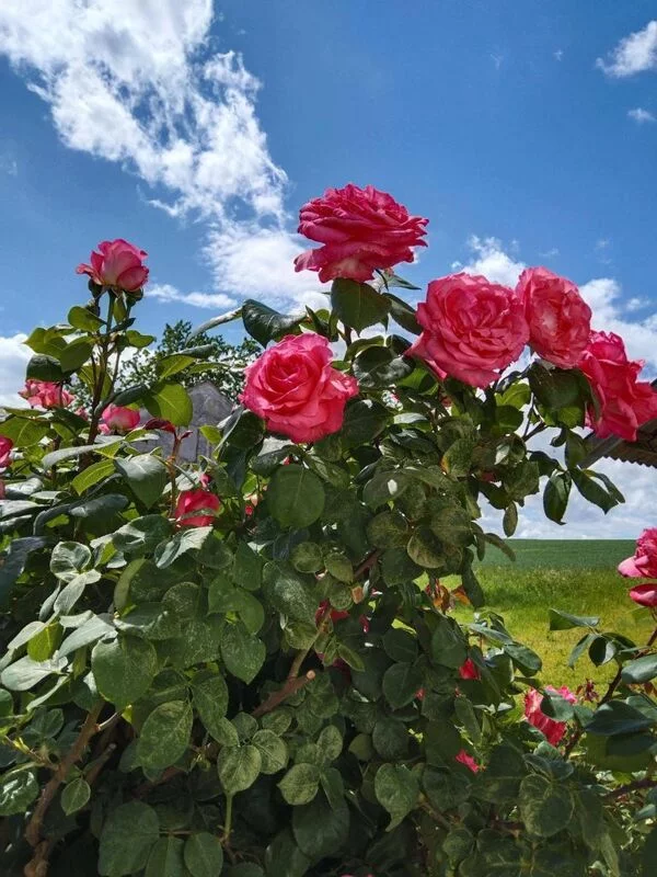 Фотонастроение