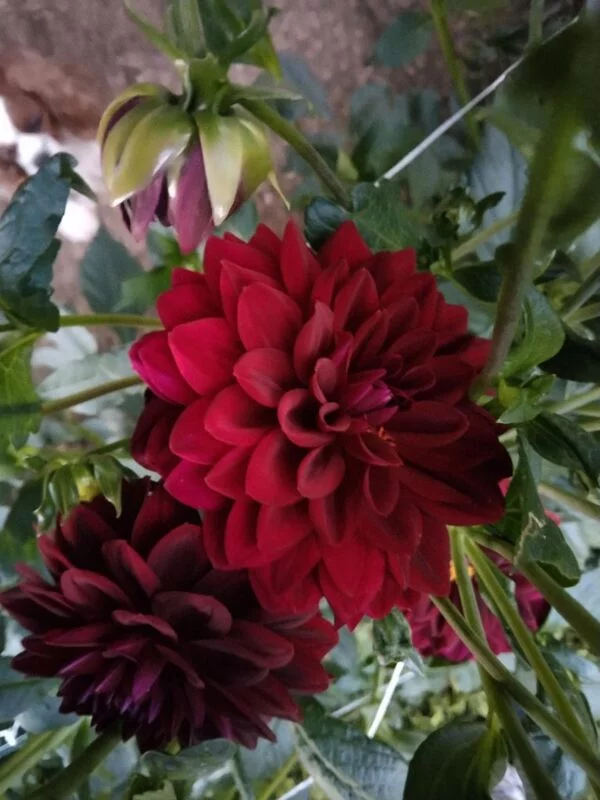 Чайная беседка