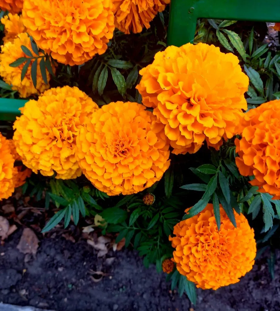 Чайная беседка