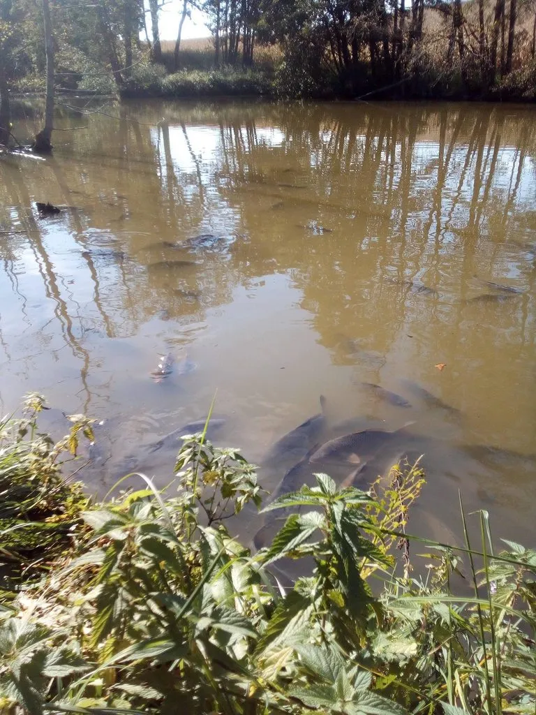 Tapтaлeтки & Ко