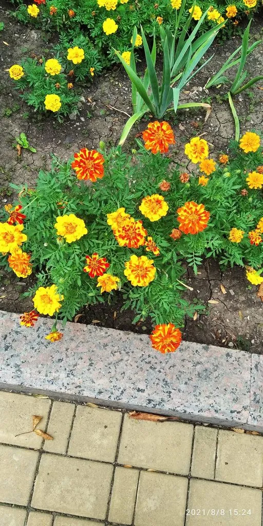 Tapтaлeтки & Ко