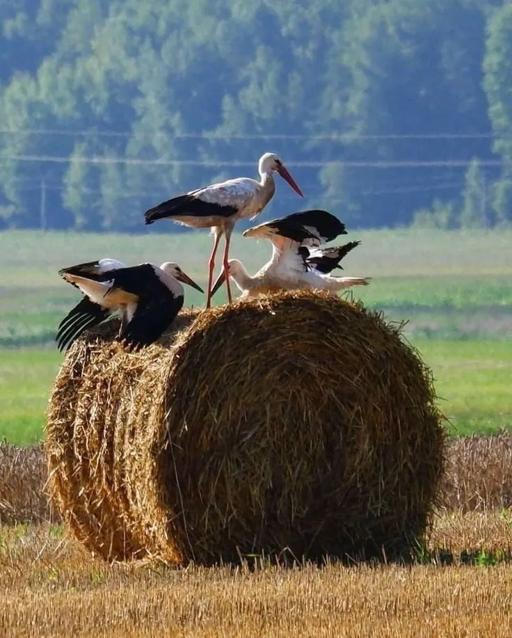 Эти забавные животные
