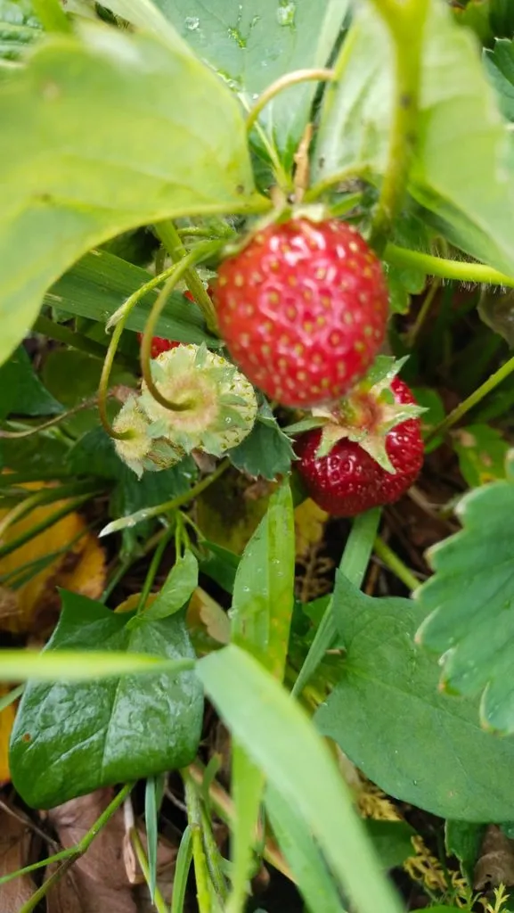 Чайная беседка