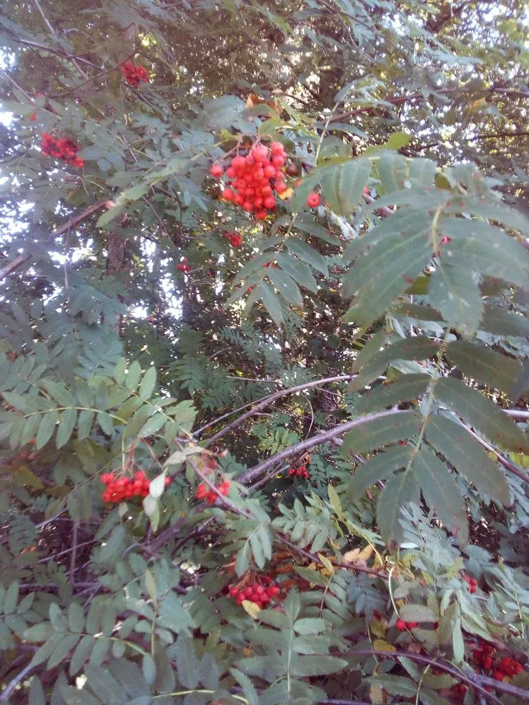 Чайная беседка