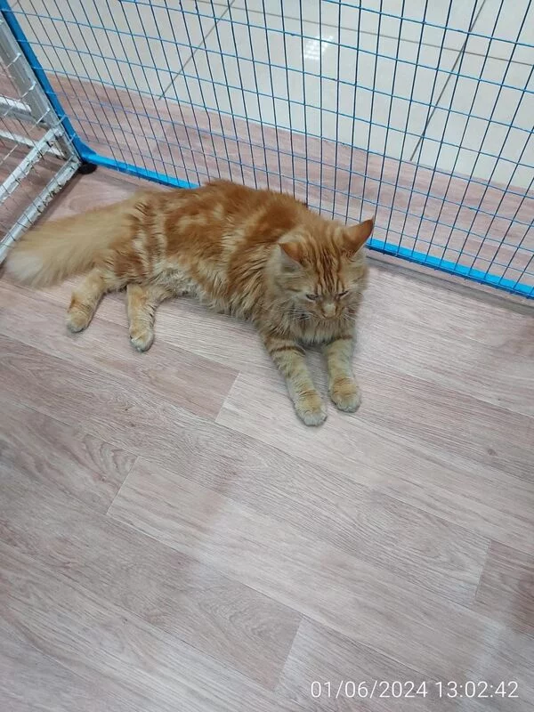 Чайная беседка