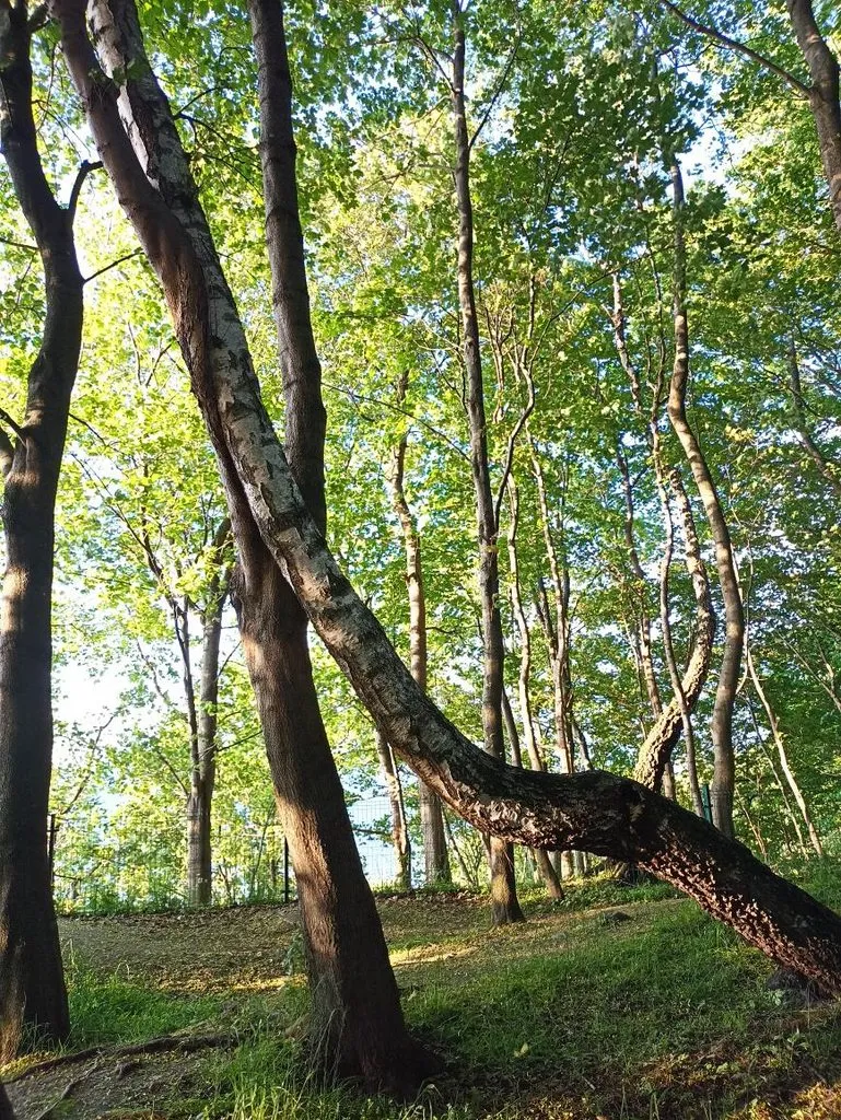 Калининградская область (не только море и янтарь) 
