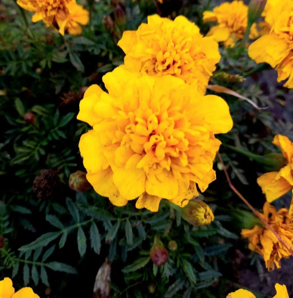 Чайная беседка