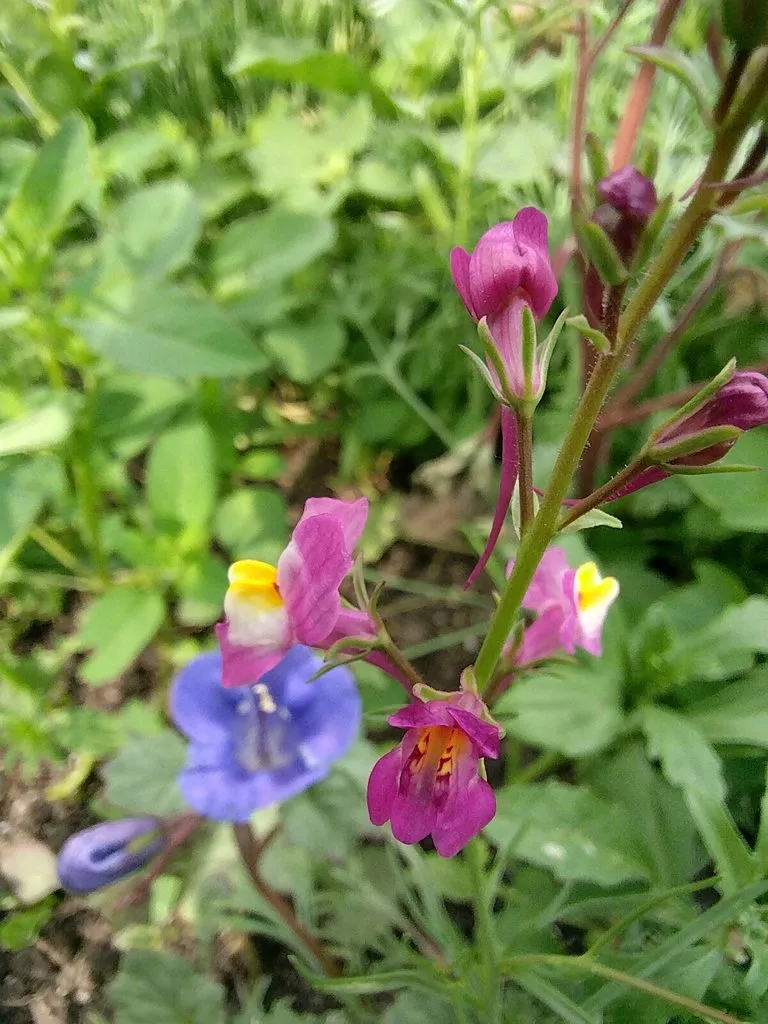 Чайная беседка