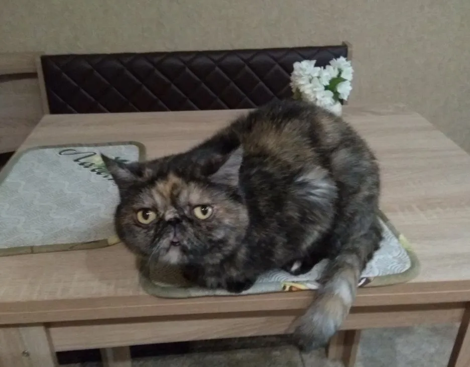 Чайная беседка