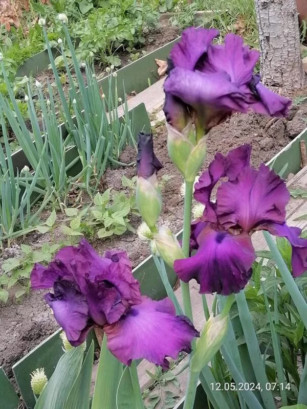 Чайная беседка